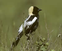 Bobolink by Bob Gress